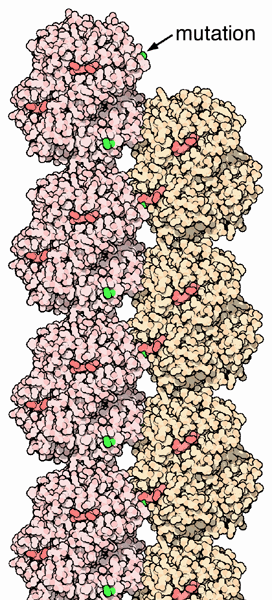 Fiber of sickle cell hemoglobin, showing the site of mutation.